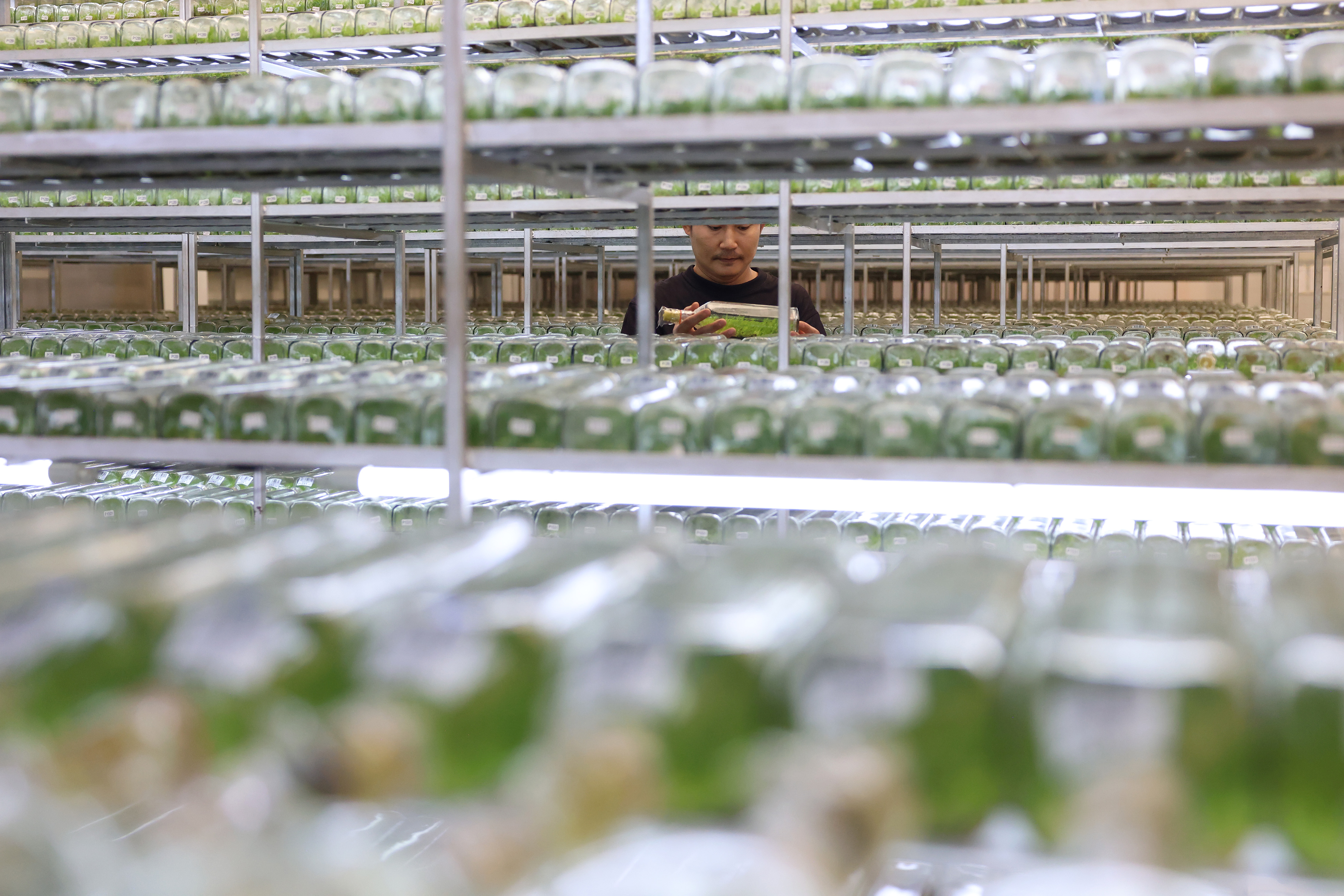 Orchid production facility, Thailand, Bloomberg News